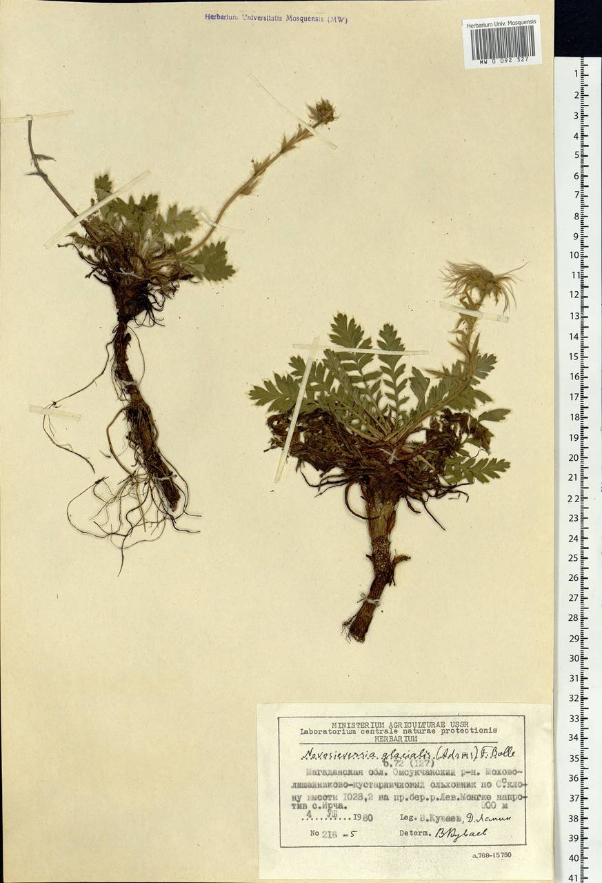 Geum glaciale Adams ex Fisch., Siberia, Chukotka & Kamchatka (S7) (Russia)