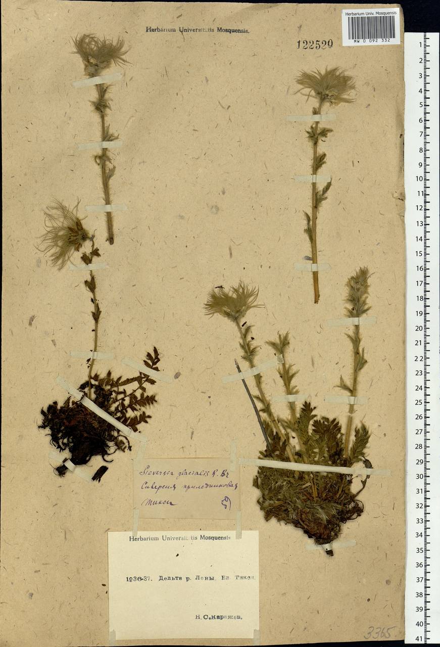 Geum glaciale Adams ex Fisch., Siberia, Yakutia (S5) (Russia)