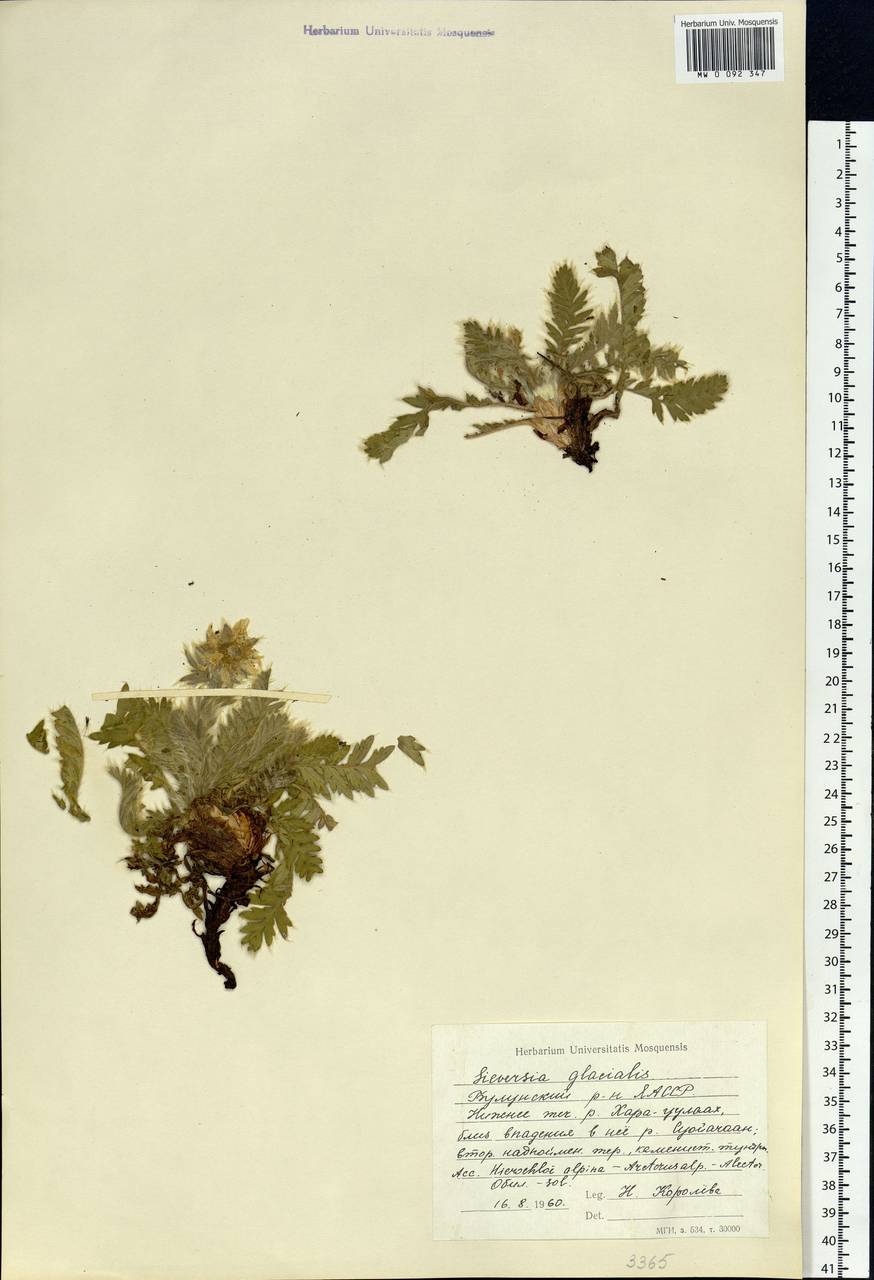 Geum glaciale Adams ex Fisch., Siberia, Yakutia (S5) (Russia)