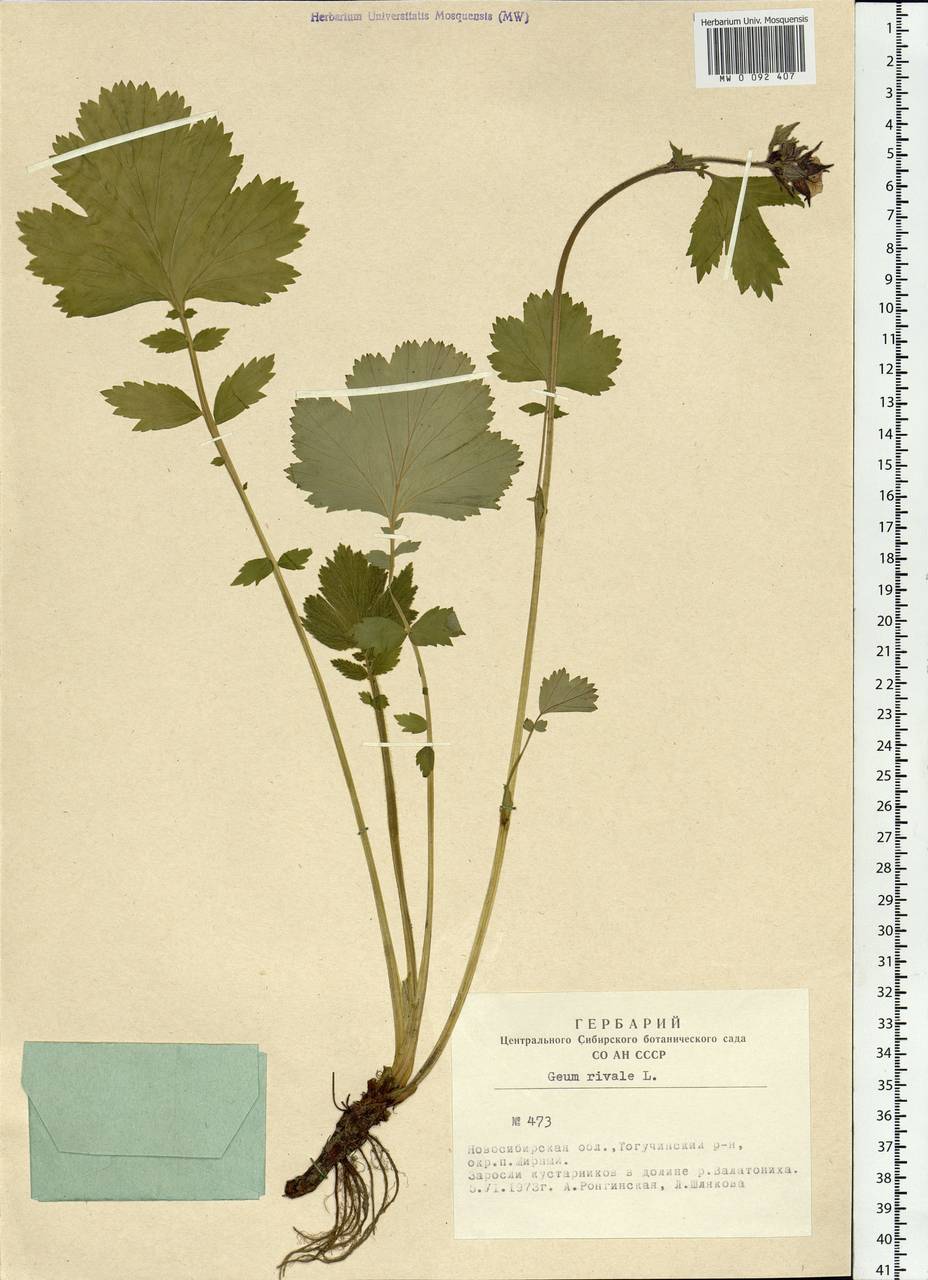 Geum rivale L., Siberia, Western Siberia (S1) (Russia)