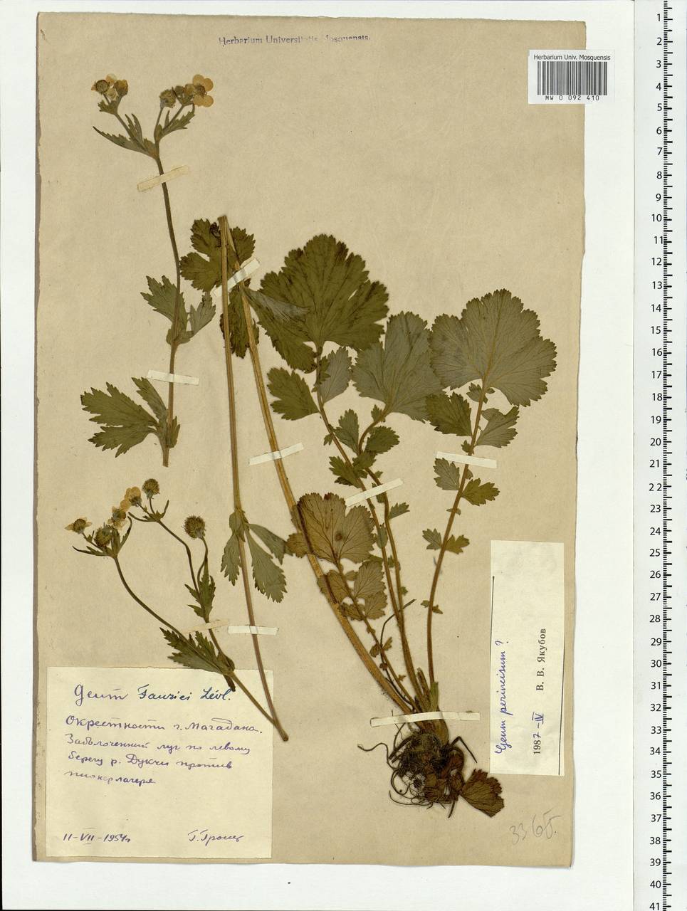 Geum macrophyllum var. perincisum (Rydb.) Raup, Siberia, Chukotka & Kamchatka (S7) (Russia)