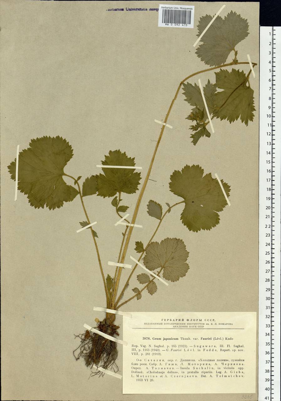 Geum macrophyllum var. sachalinense (Koidz.) H. Hara, Siberia, Russian Far East (S6) (Russia)