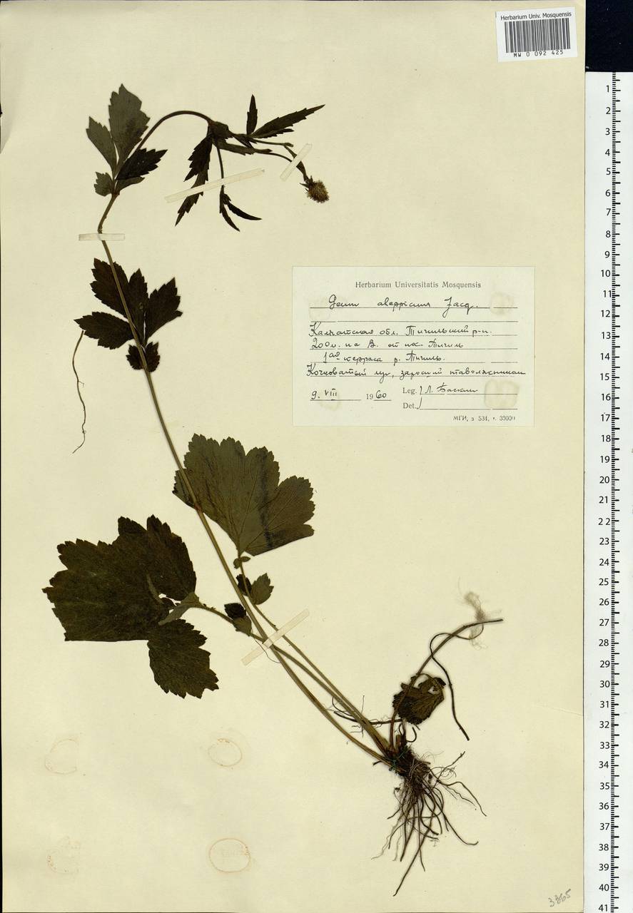 Geum aleppicum Jacq., Siberia, Chukotka & Kamchatka (S7) (Russia)