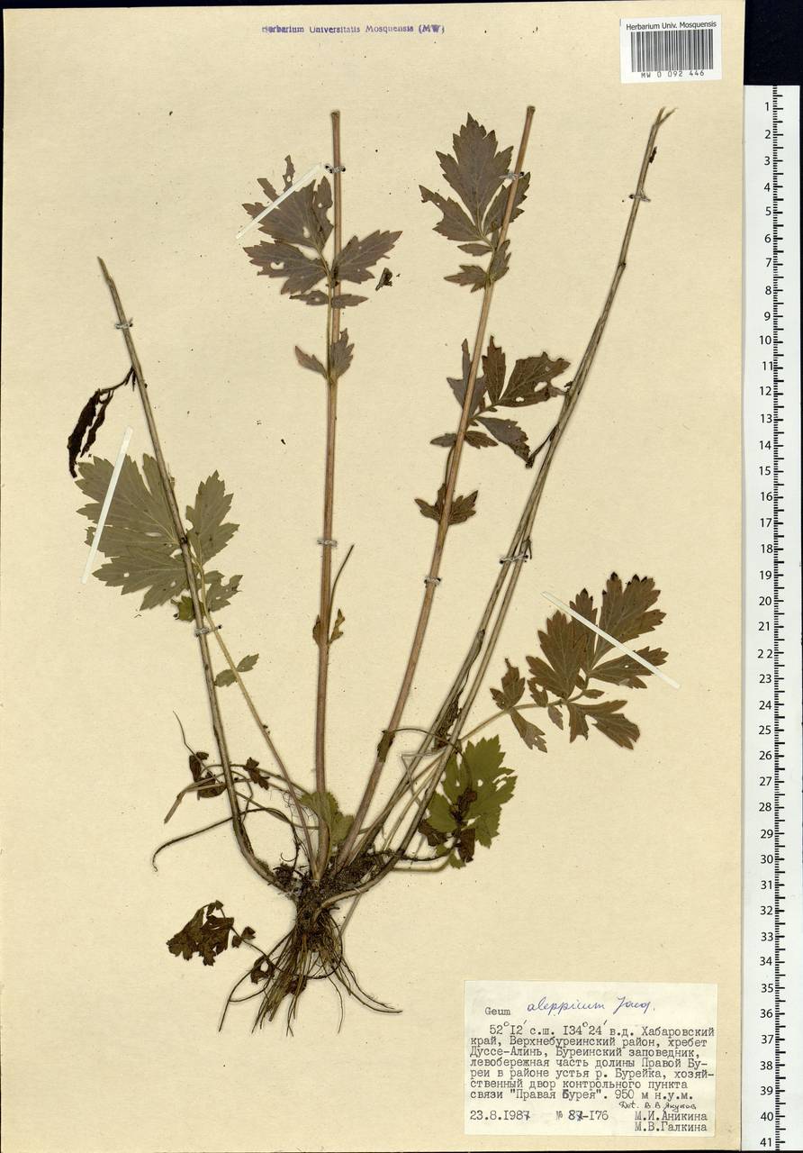 Geum aleppicum Jacq., Siberia, Russian Far East (S6) (Russia)