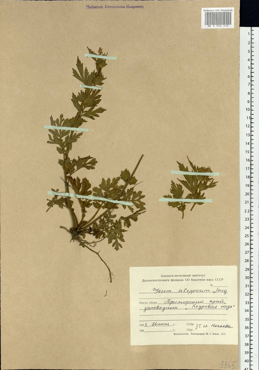 Geum aleppicum Jacq., Siberia, Russian Far East (S6) (Russia)