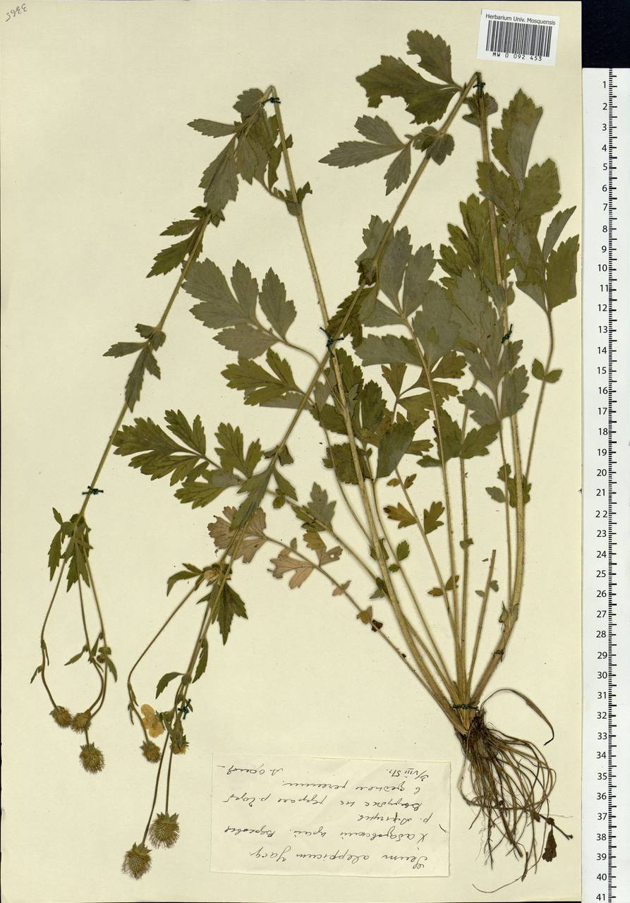 Geum aleppicum Jacq., Siberia, Russian Far East (S6) (Russia)