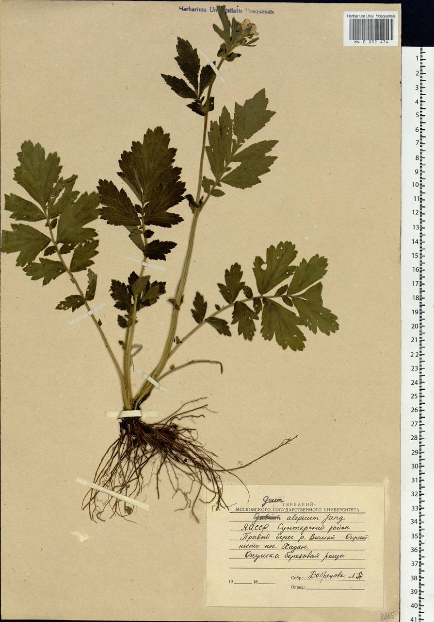 Geum aleppicum Jacq., Siberia, Yakutia (S5) (Russia)