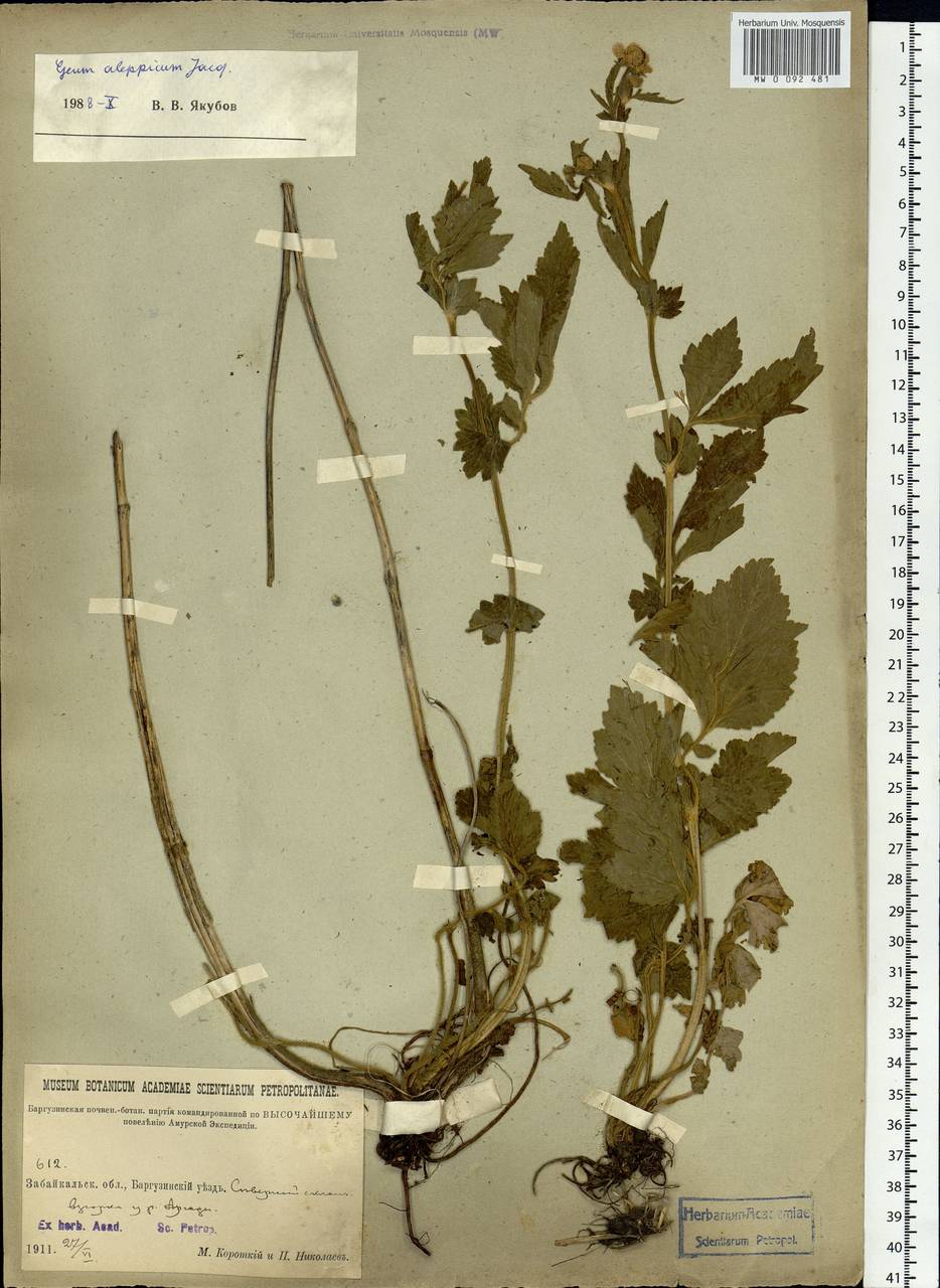 Geum aleppicum Jacq., Siberia, Baikal & Transbaikal region (S4) (Russia)