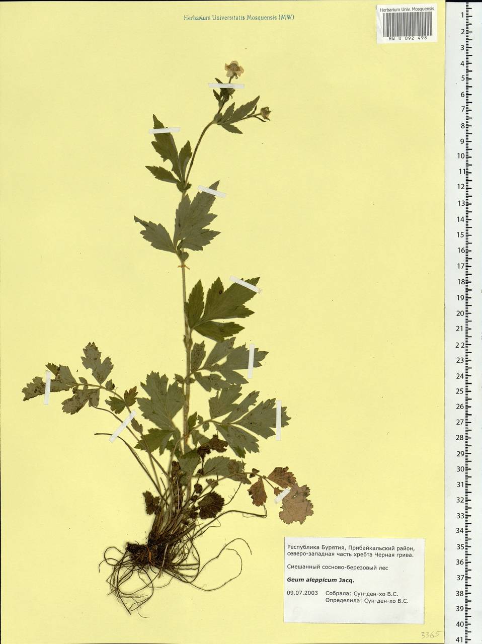 Geum aleppicum Jacq., Siberia, Baikal & Transbaikal region (S4) (Russia)