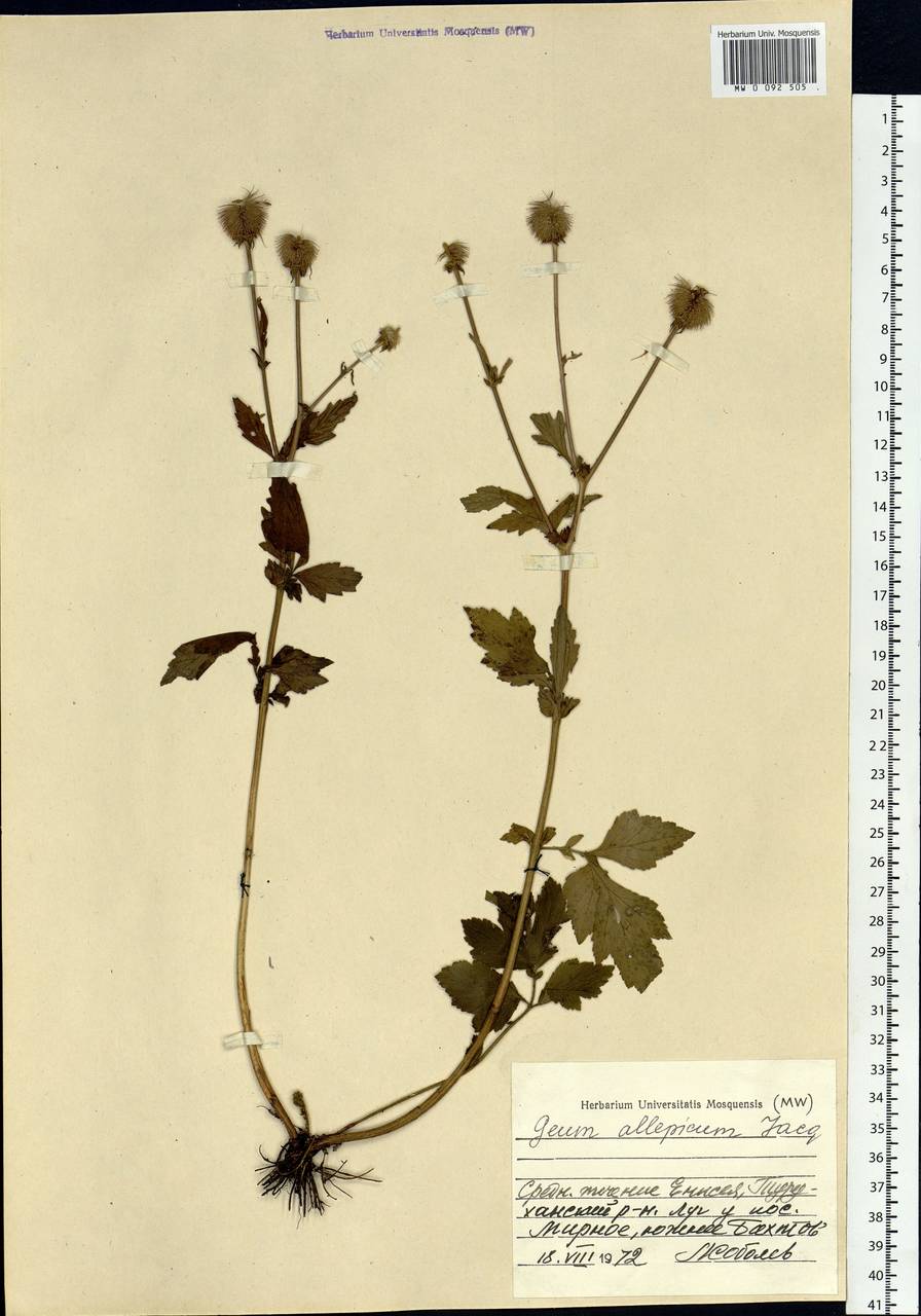 Geum aleppicum Jacq., Siberia, Central Siberia (S3) (Russia)