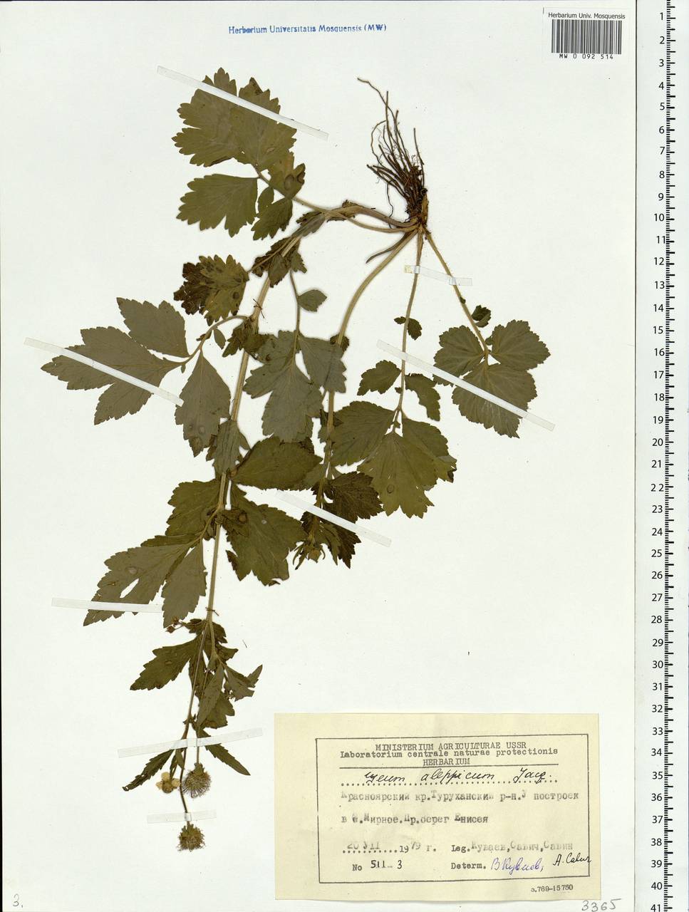 Geum aleppicum Jacq., Siberia, Central Siberia (S3) (Russia)