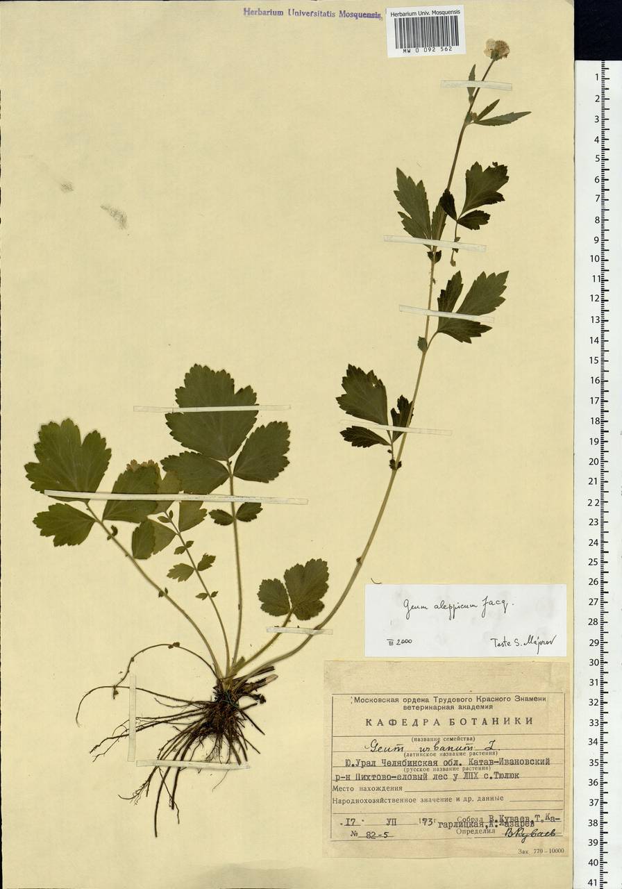 Geum aleppicum Jacq., Eastern Europe, Eastern region (E10) (Russia)