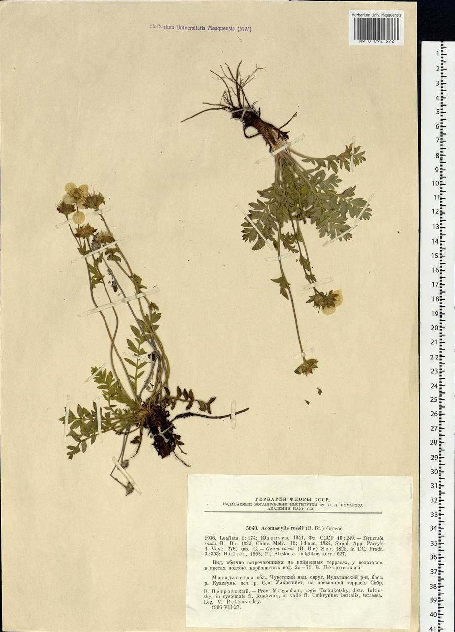 Geum rossii (R. Br.) Ser., Siberia, Chukotka & Kamchatka (S7) (Russia)