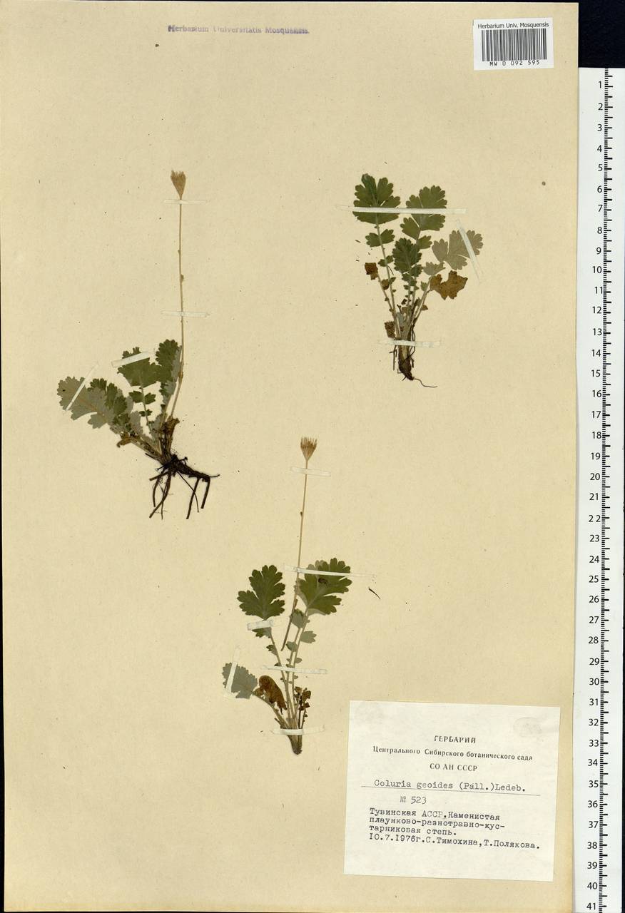 Geum geoides (Pall.) Smedmark, Siberia, Altai & Sayany Mountains (S2) (Russia)