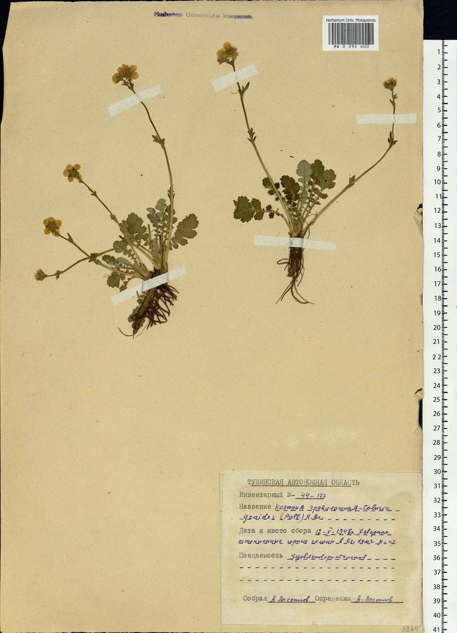 Geum geoides (Pall.) Smedmark, Siberia, Altai & Sayany Mountains (S2) (Russia)