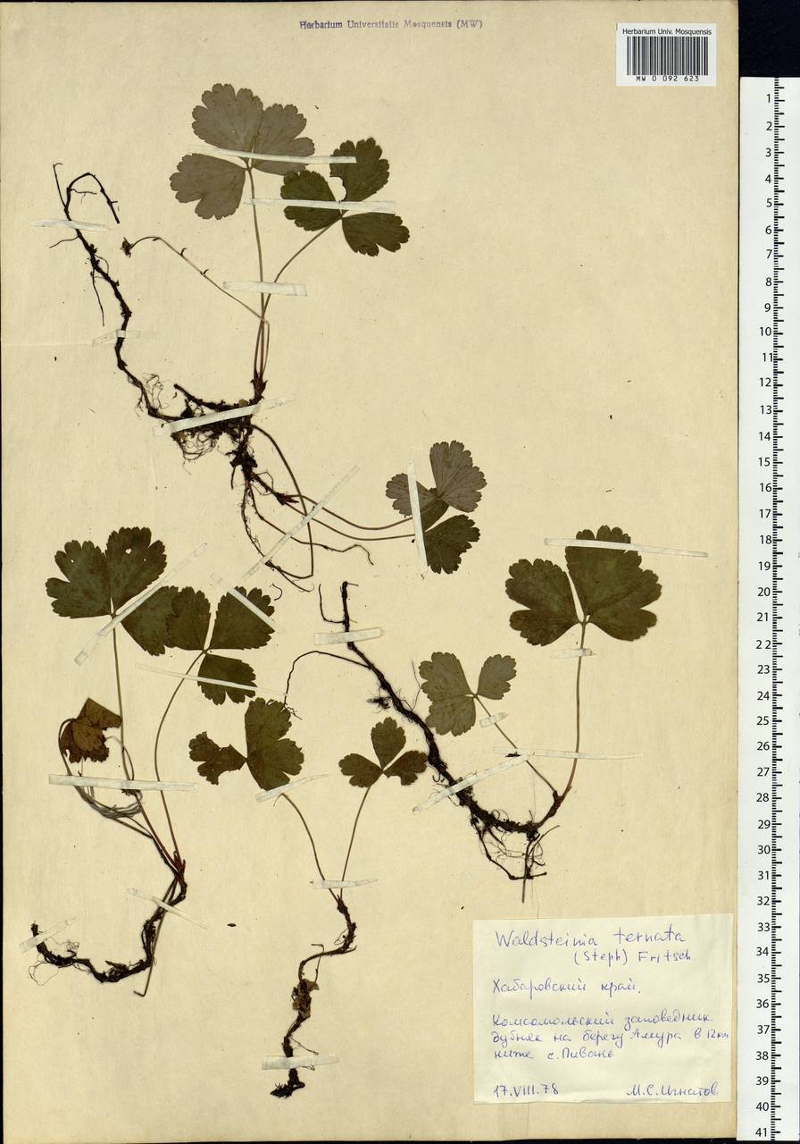 Geum ternatum subsp. ternatum, Siberia, Russian Far East (S6) (Russia)