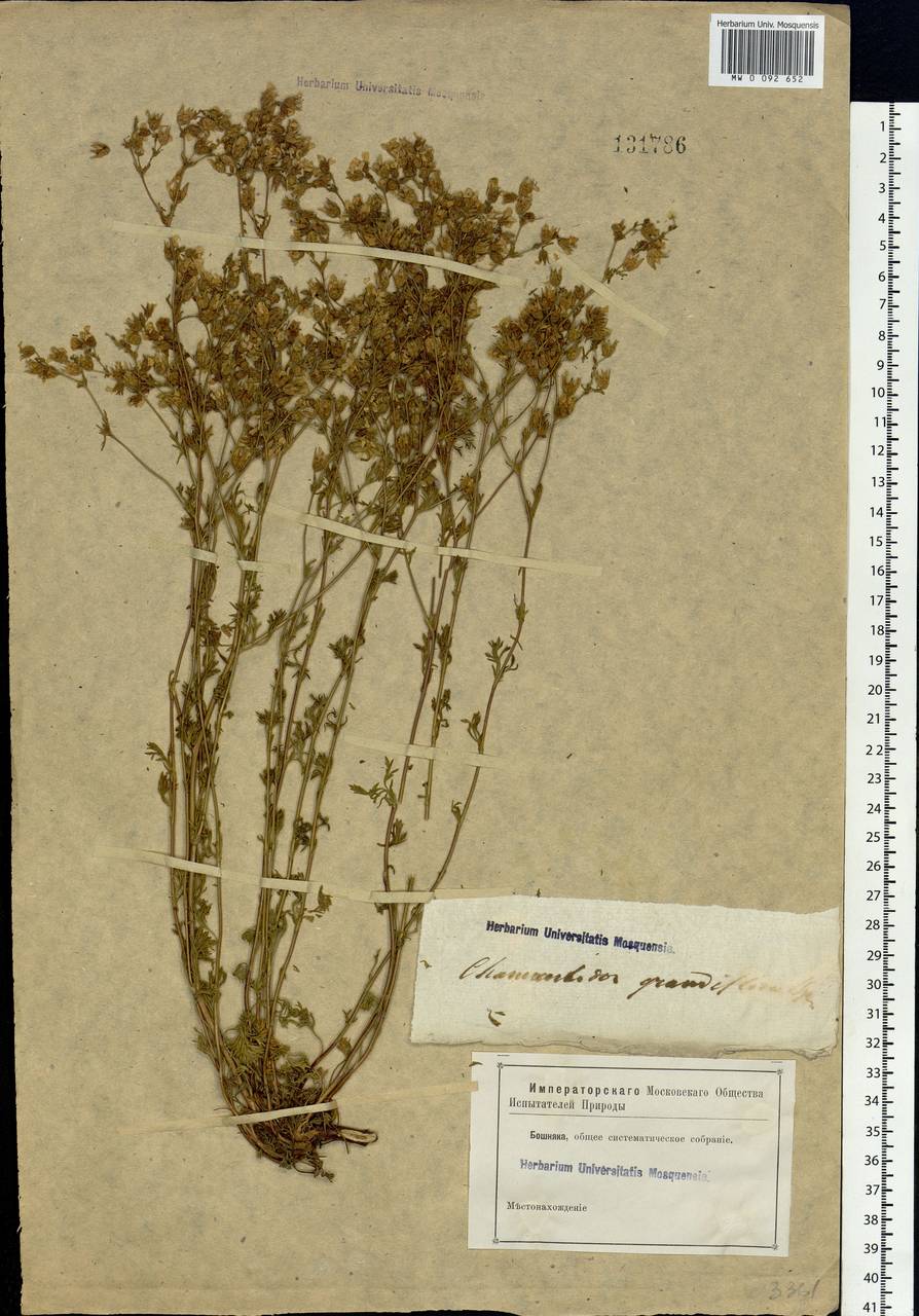 Chamaerhodos grandiflora (Pall. ex Schult.) Bunge, Siberia (no precise locality) (S0) (Russia)