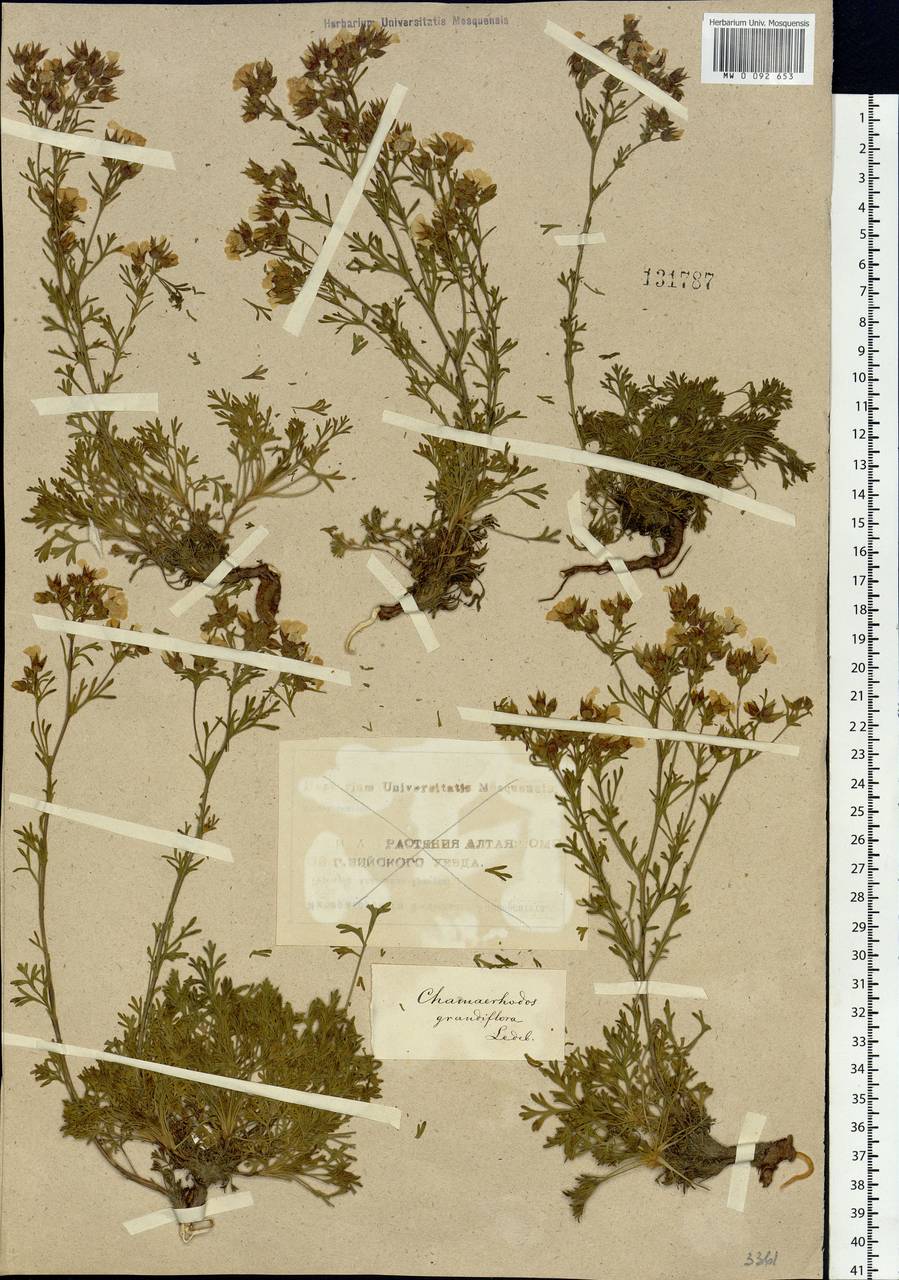 Chamaerhodos grandiflora (Pall. ex Schult.) Bunge, Siberia (no precise locality) (S0) (Russia)