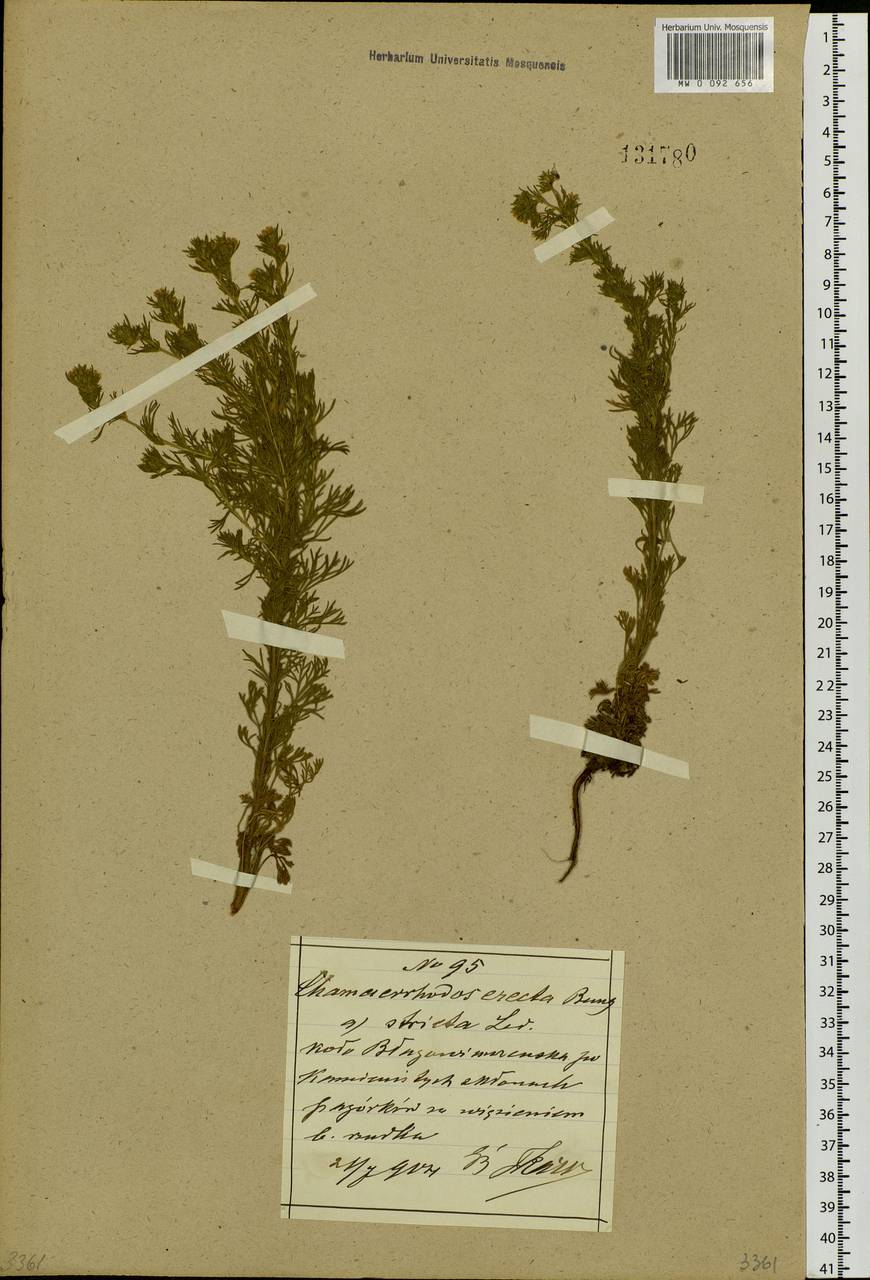 Chamaerhodos erecta (L.) Bunge, Siberia, Russian Far East (S6) (Russia)