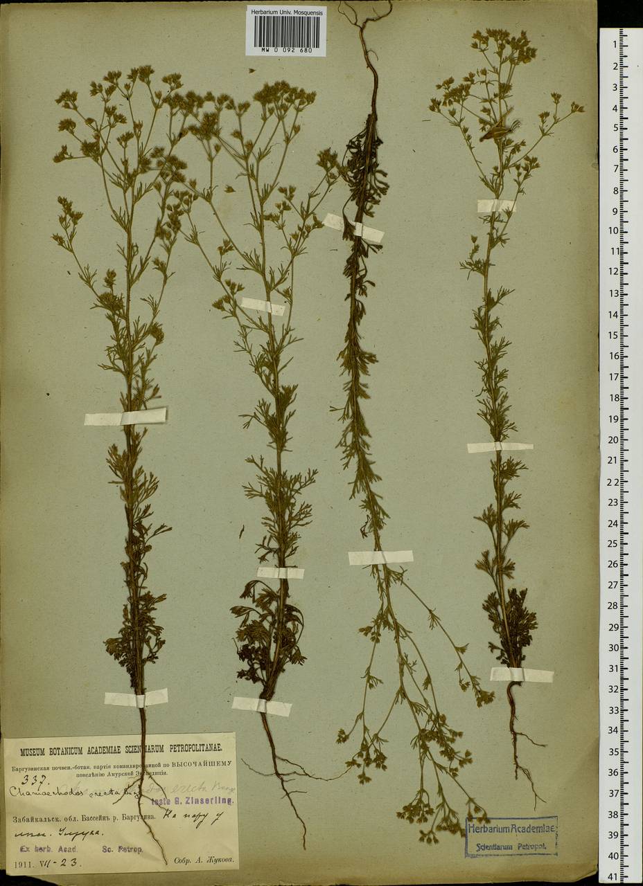 Chamaerhodos erecta (L.) Bunge, Siberia, Baikal & Transbaikal region (S4) (Russia)