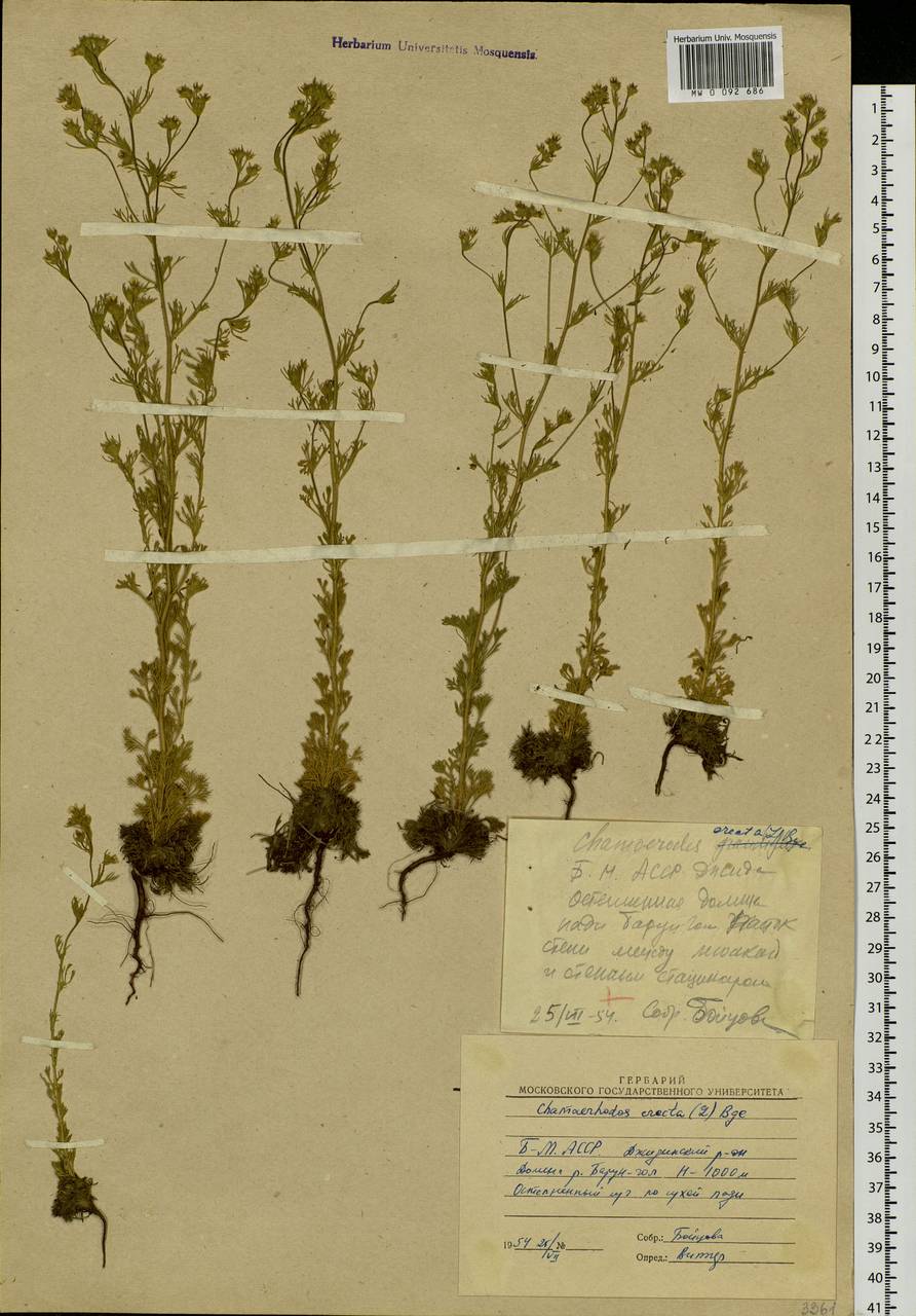 Chamaerhodos erecta (L.) Bunge, Siberia, Baikal & Transbaikal region (S4) (Russia)