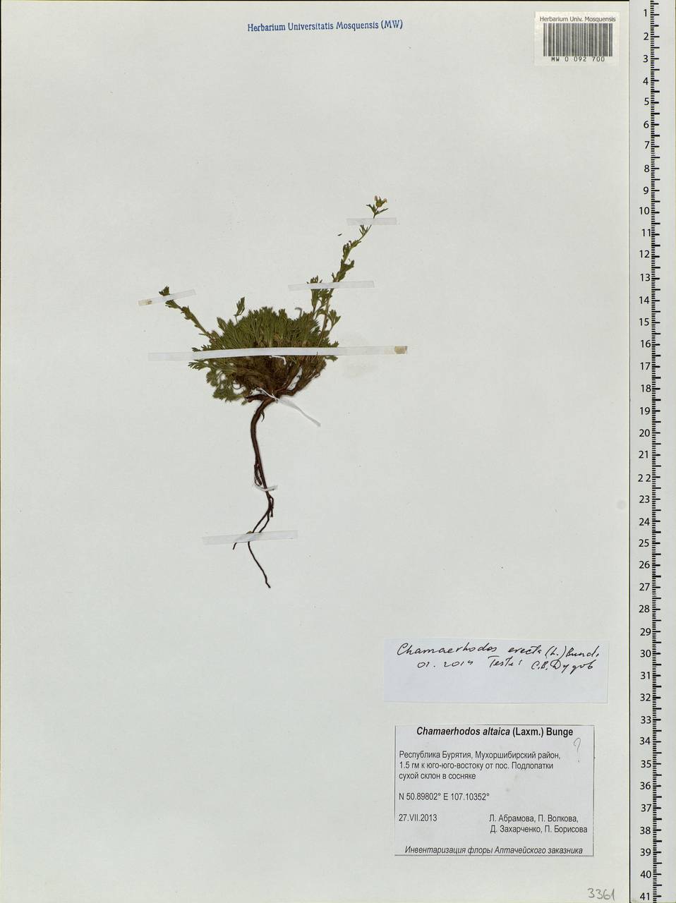 Chamaerhodos erecta (L.) Bunge, Siberia, Baikal & Transbaikal region (S4) (Russia)