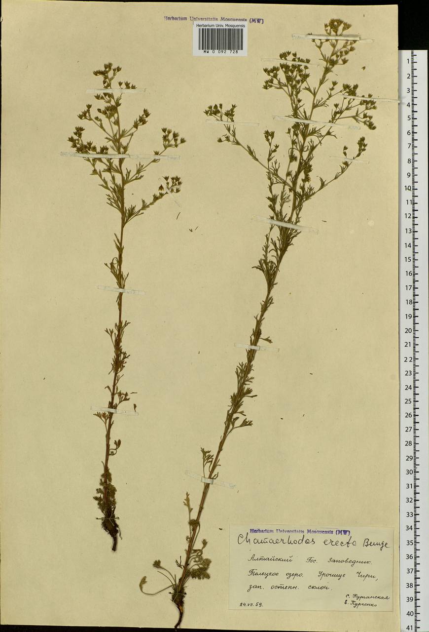 Chamaerhodos erecta (L.) Bunge, Siberia, Altai & Sayany Mountains (S2) (Russia)