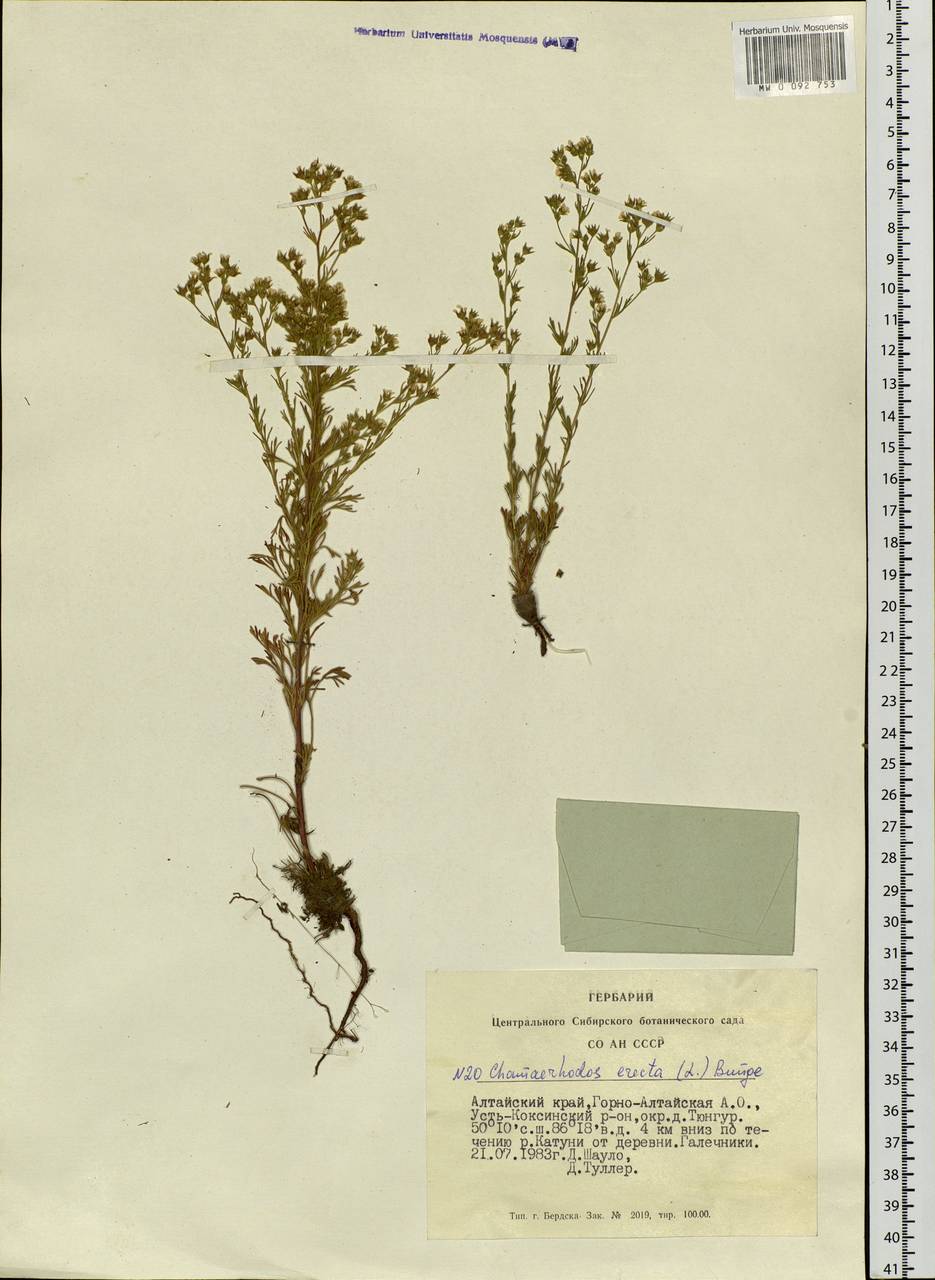 Chamaerhodos erecta (L.) Bunge, Siberia, Altai & Sayany Mountains (S2) (Russia)