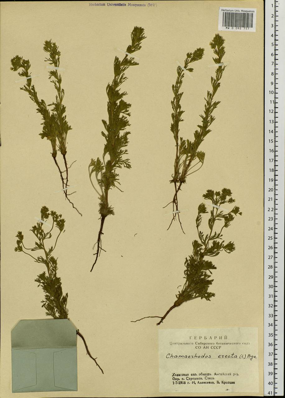 Chamaerhodos erecta (L.) Bunge, Siberia, Altai & Sayany Mountains (S2) (Russia)