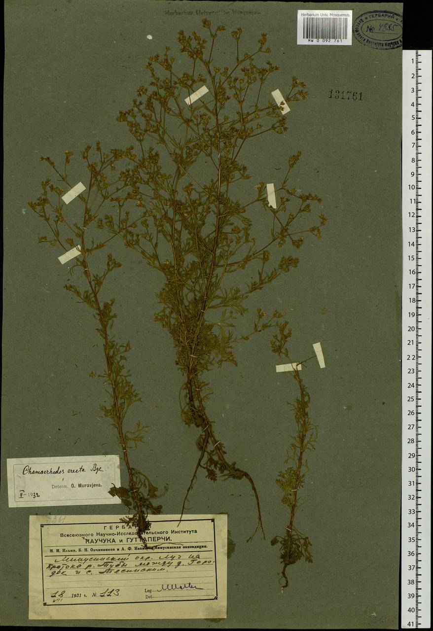 Chamaerhodos erecta (L.) Bunge, Siberia, Altai & Sayany Mountains (S2) (Russia)