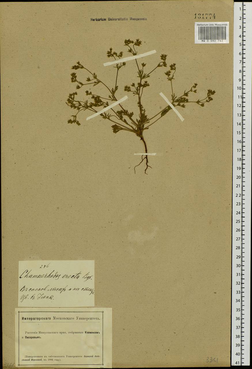 Chamaerhodos erecta (L.) Bunge, Siberia, Altai & Sayany Mountains (S2) (Russia)