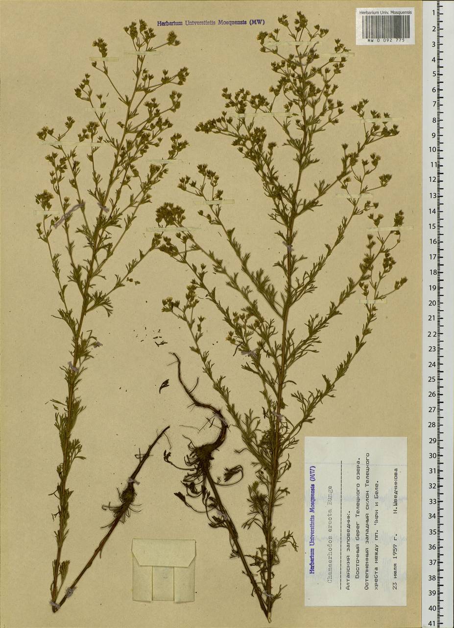 Chamaerhodos erecta (L.) Bunge, Siberia, Altai & Sayany Mountains (S2) (Russia)