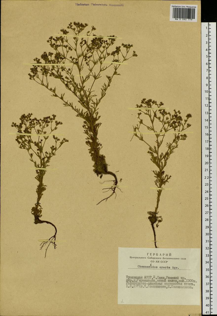 Chamaerhodos erecta (L.) Bunge, Siberia, Altai & Sayany Mountains (S2) (Russia)