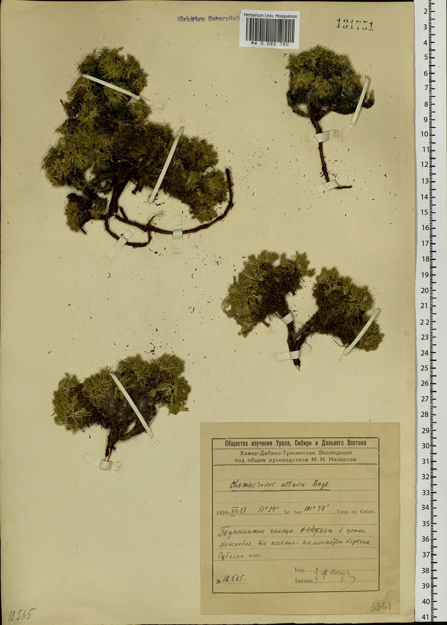 Chamaerhodos altaica (Laxm.) Bunge, Siberia, Baikal & Transbaikal region (S4) (Russia)