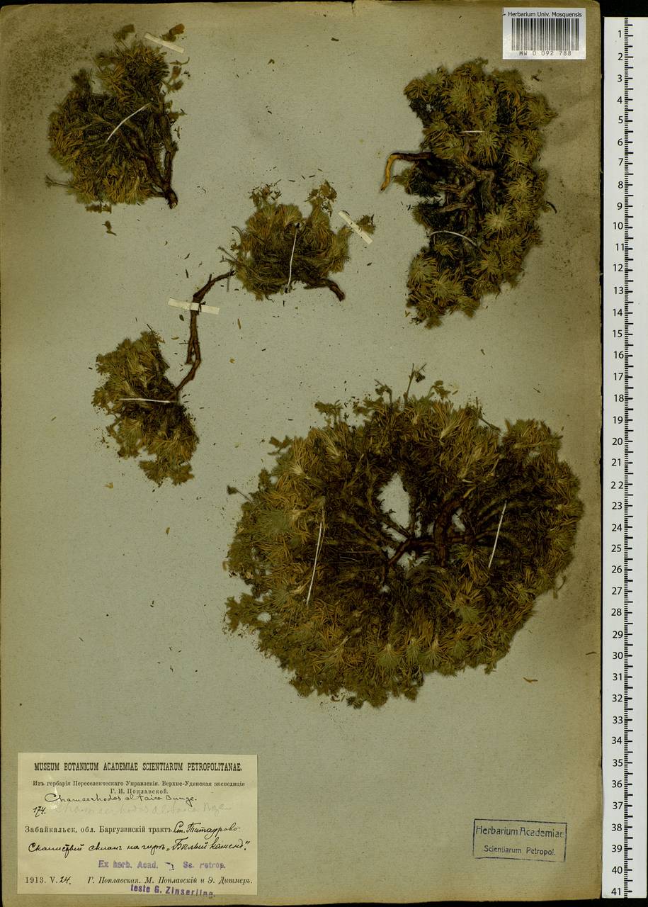 Chamaerhodos altaica (Laxm.) Bunge, Siberia, Baikal & Transbaikal region (S4) (Russia)