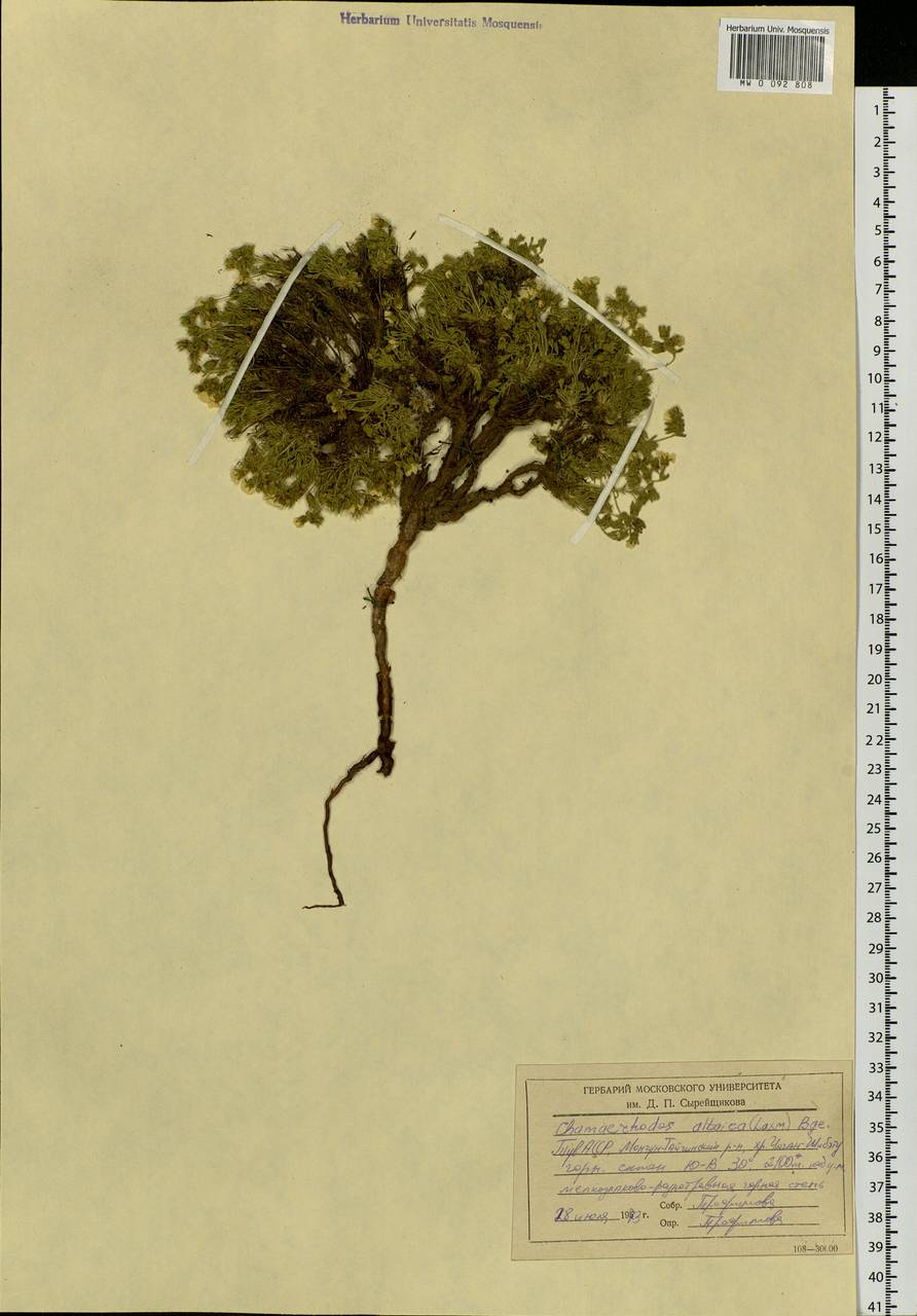 Chamaerhodos altaica (Laxm.) Bunge, Siberia, Altai & Sayany Mountains (S2) (Russia)