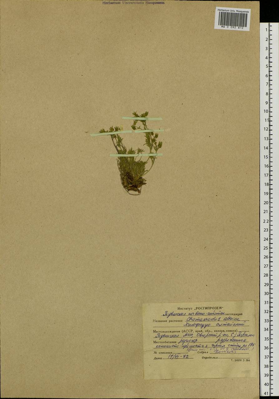 Chamaerhodos altaica (Laxm.) Bunge, Siberia, Altai & Sayany Mountains (S2) (Russia)