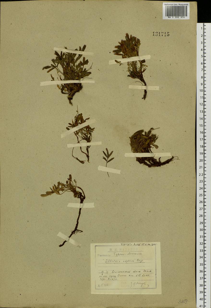 Sibbaldianthe adpressa (Bunge) Juz., Siberia, Baikal & Transbaikal region (S4) (Russia)