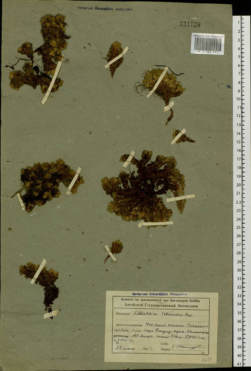 Potentilla tetrandra (Bunge) Bunge ex Hook. fil., Siberia, Altai & Sayany Mountains (S2) (Russia)