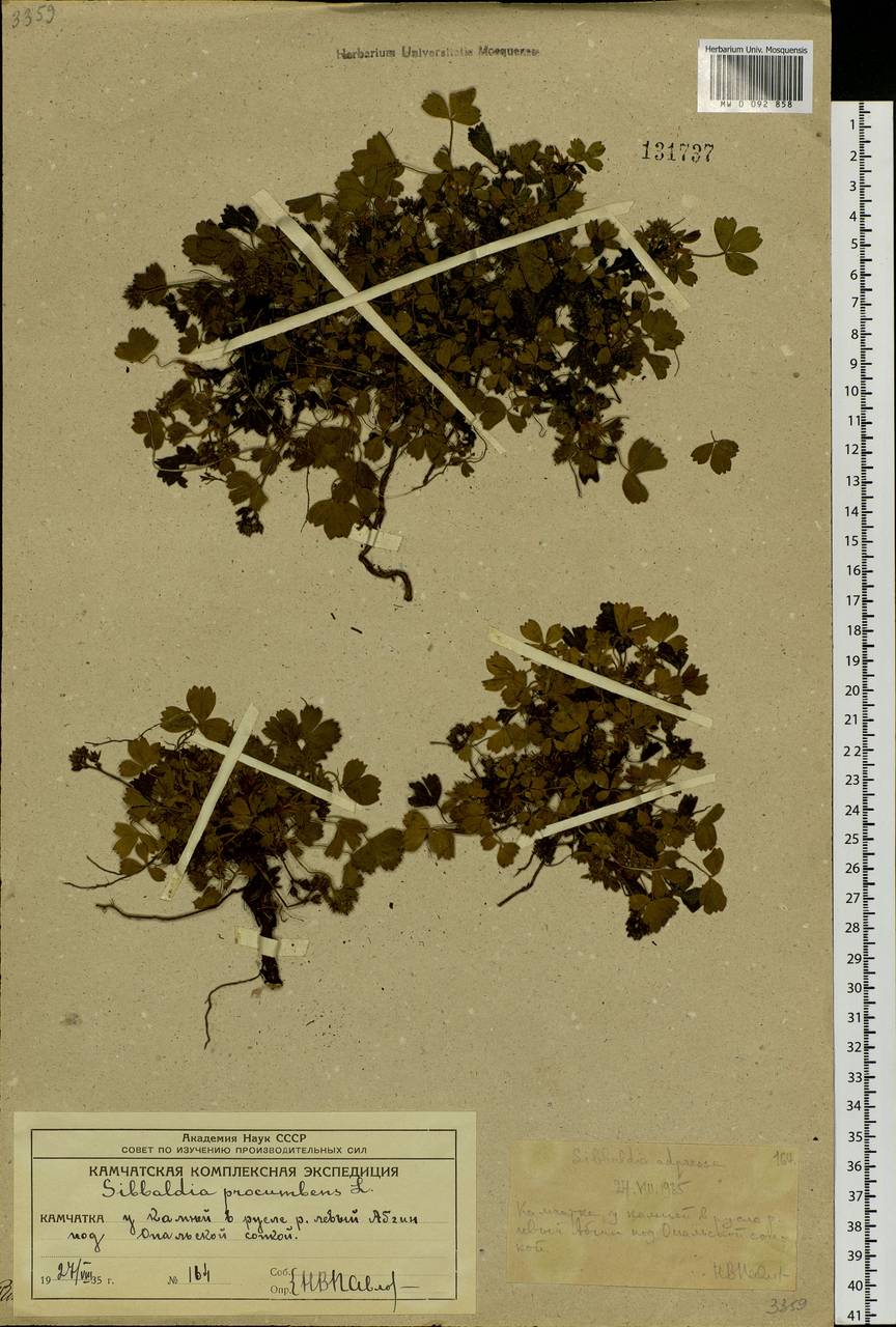 Sibbaldia procumbens L., Siberia, Chukotka & Kamchatka (S7) (Russia)