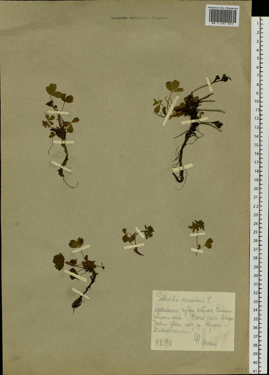 Sibbaldia procumbens L., Siberia, Chukotka & Kamchatka (S7) (Russia)