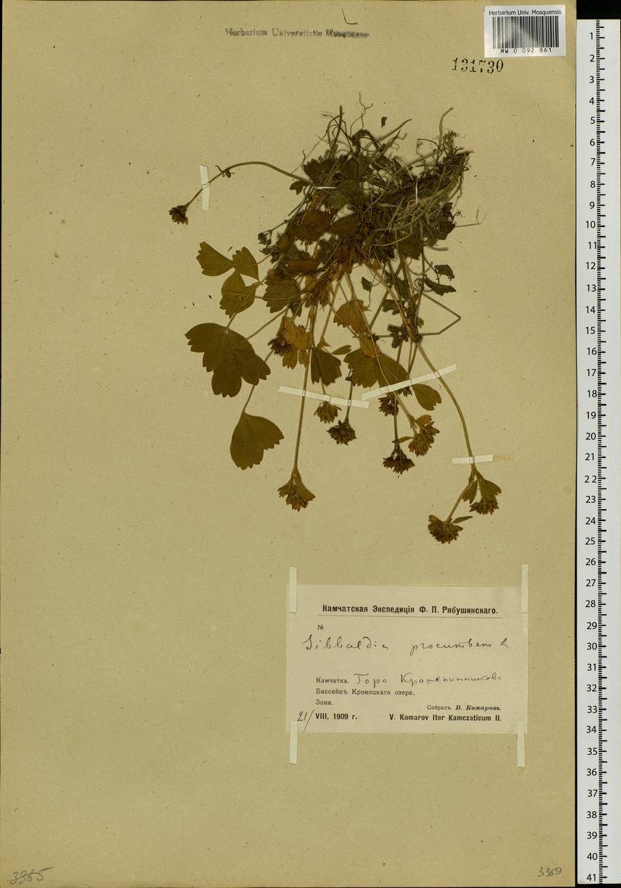 Sibbaldia procumbens L., Siberia, Chukotka & Kamchatka (S7) (Russia)