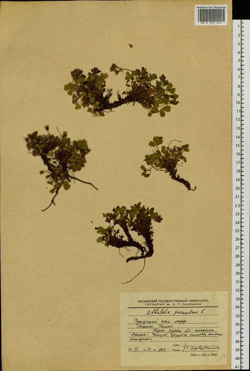 Sibbaldia procumbens L., Siberia, Chukotka & Kamchatka (S7) (Russia)