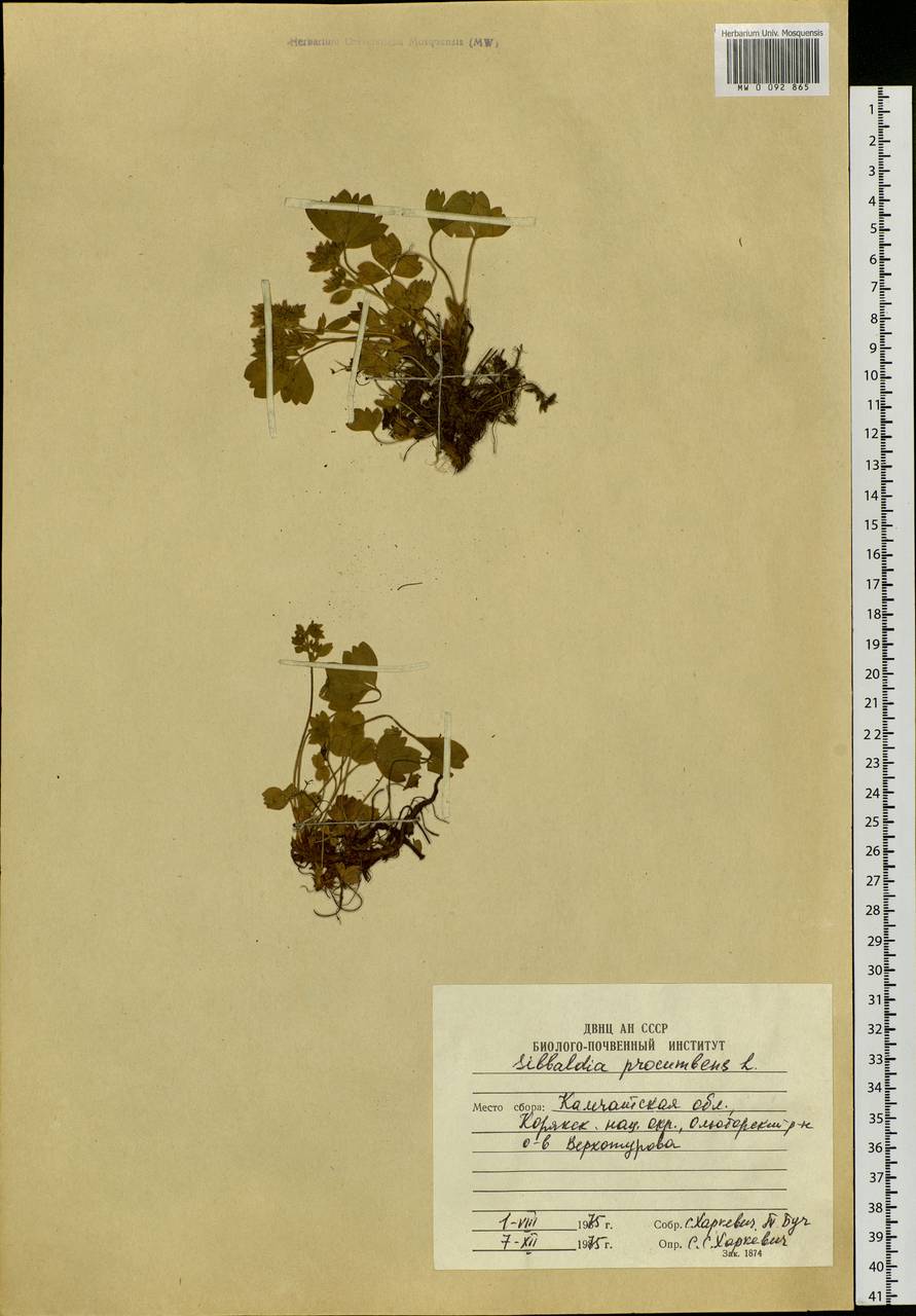 Sibbaldia procumbens L., Siberia, Chukotka & Kamchatka (S7) (Russia)