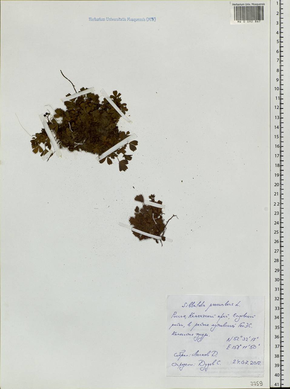 Sibbaldia procumbens L., Siberia, Chukotka & Kamchatka (S7) (Russia)
