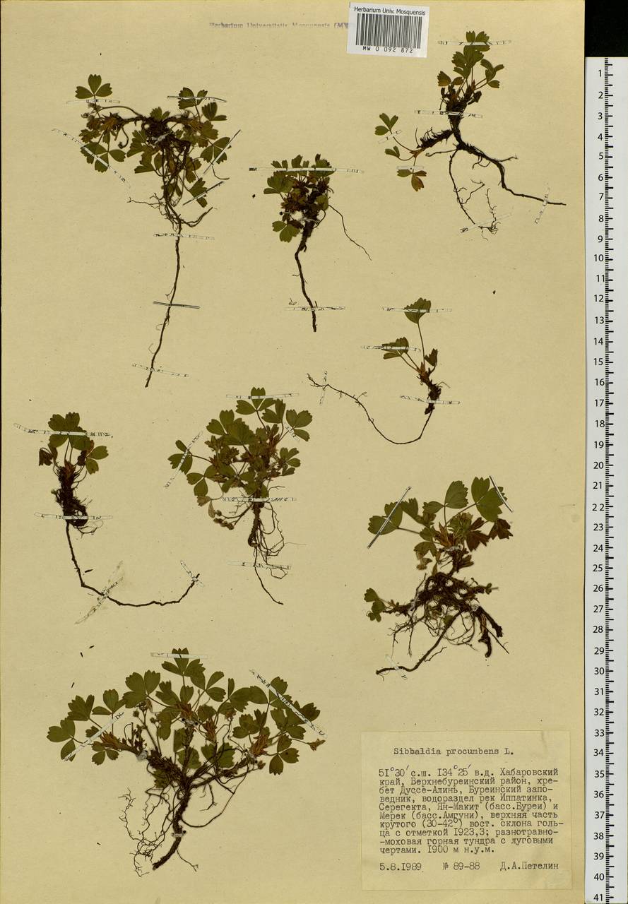 Sibbaldia procumbens L., Siberia, Russian Far East (S6) (Russia)