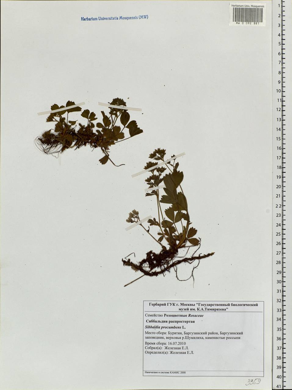 Sibbaldia procumbens L., Siberia, Baikal & Transbaikal region (S4) (Russia)