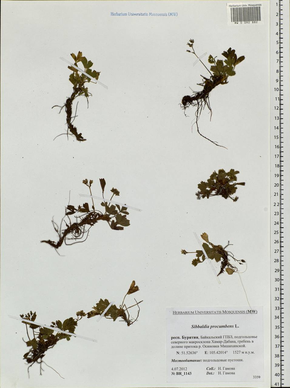 Sibbaldia procumbens L., Siberia, Baikal & Transbaikal region (S4) (Russia)