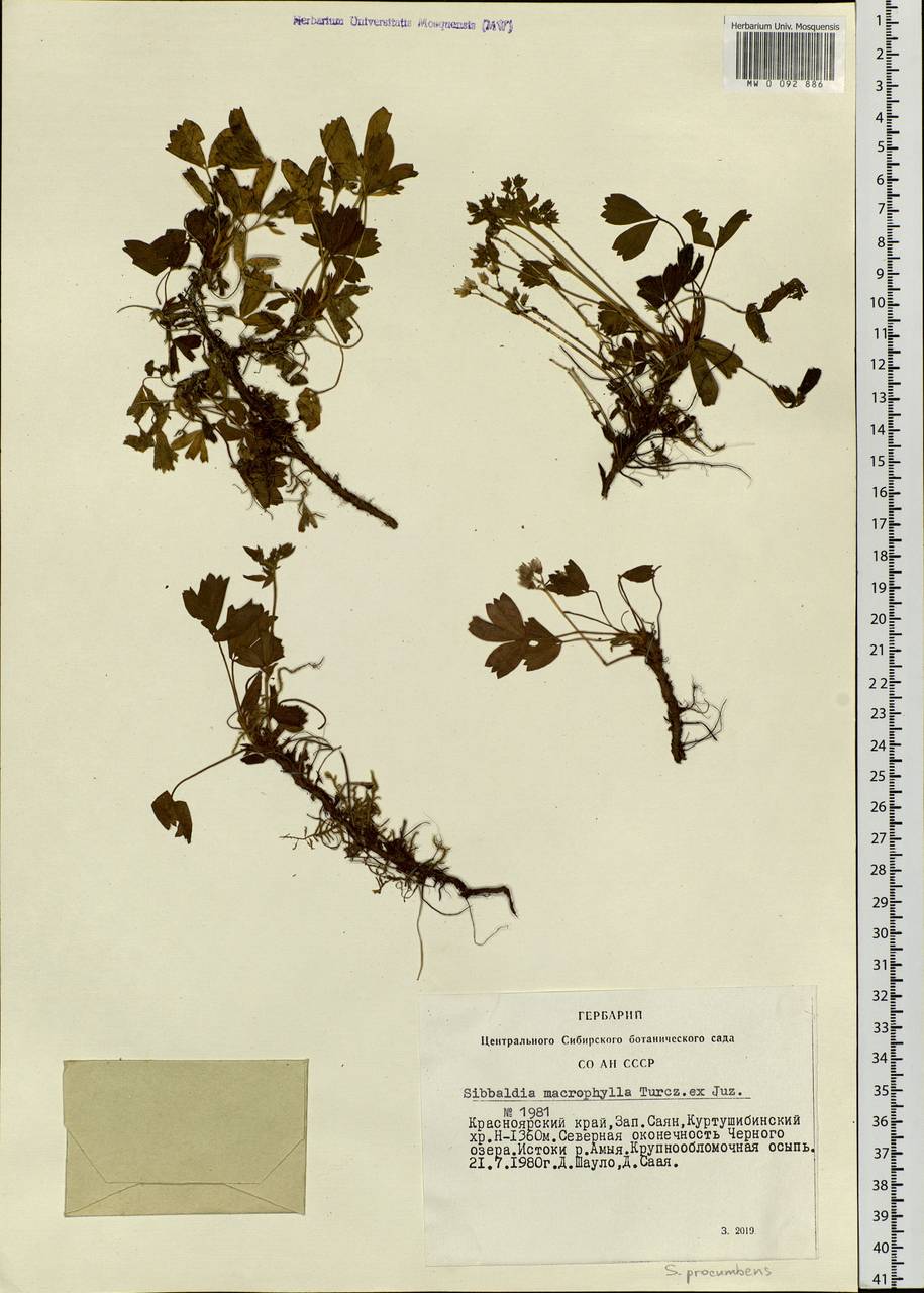 Sibbaldia procumbens L., Siberia, Altai & Sayany Mountains (S2) (Russia)