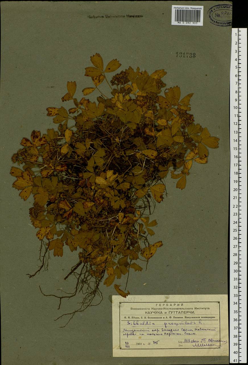 Sibbaldia procumbens L., Siberia, Altai & Sayany Mountains (S2) (Russia)